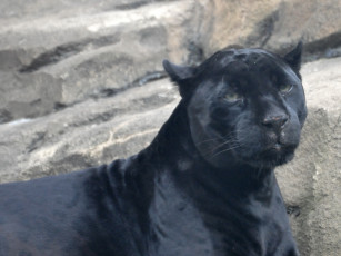 Картинка животные пантеры