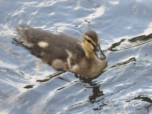 Картинка животные утки