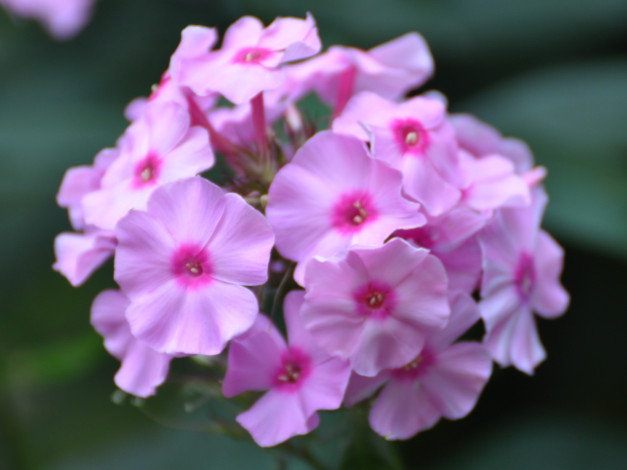 Обои картинки фото цветы, флоксы