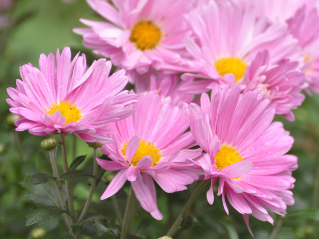 Обои картинки фото цветы, хризантемы