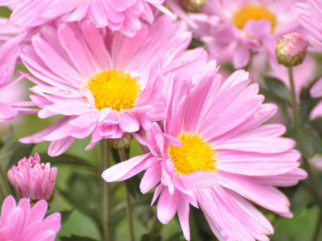 Обои картинки фото цветы, хризантемы