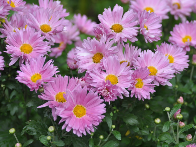 Обои картинки фото цветы, хризантемы