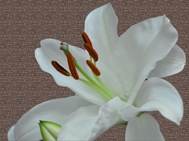 Обои картинки фото цветы, лилии, лилейники