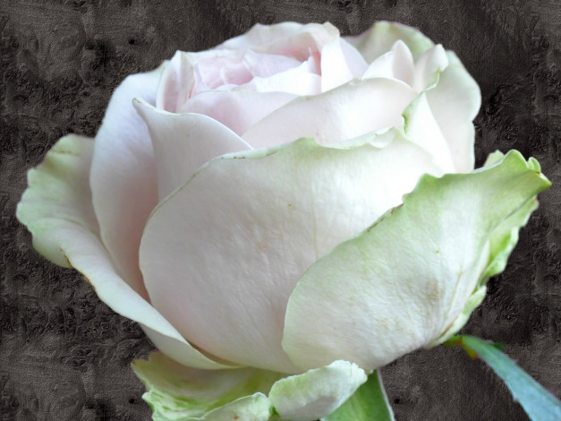 Обои картинки фото цветы, розы