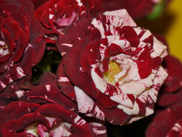 Обои картинки фото цветы, розы