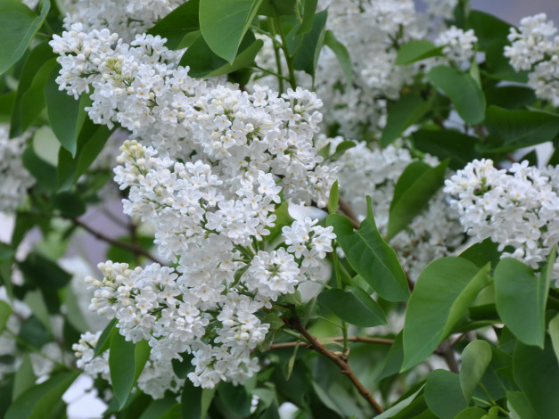 Обои картинки фото цветы, сирень