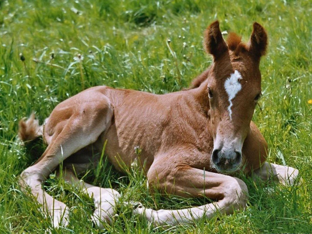 Обои картинки фото животные, лошади