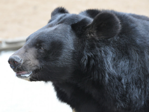 Обои картинки фото животные, медведи