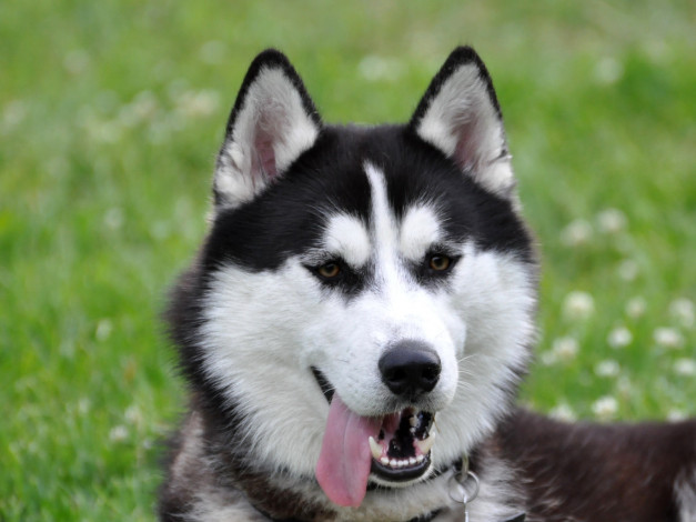 Обои картинки фото животные, собаки