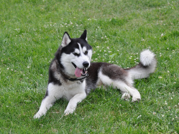 Обои картинки фото животные, собаки