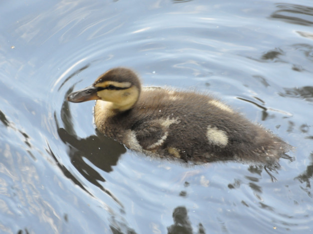 Обои картинки фото животные, утки