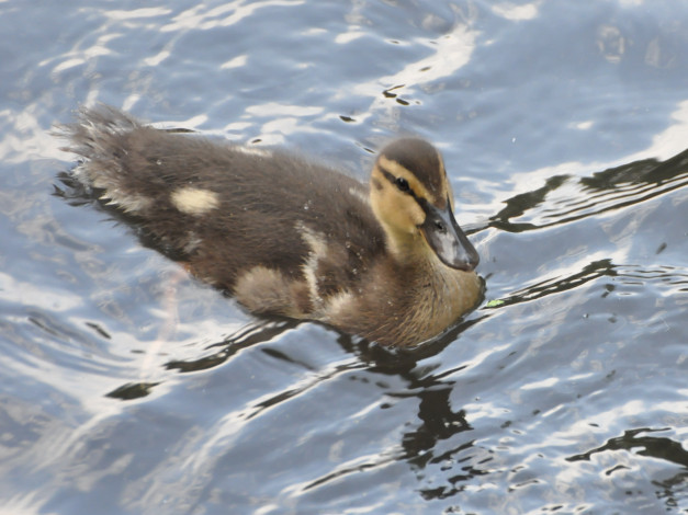 Обои картинки фото животные, утки
