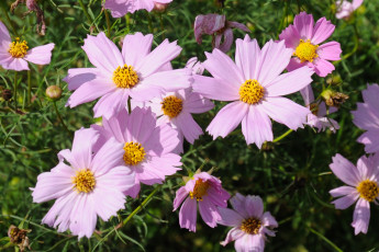 Картинка цветы космея розовые лепестки