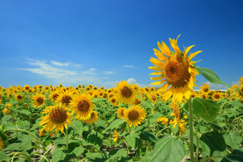 Картинка цветы подсолнухи жёлтые небо лепестки