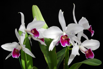 Картинка цветы орхидеи белый