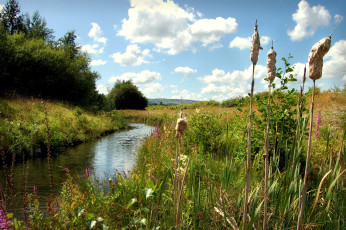 Картинка природа реки озера камыш трава вода облака