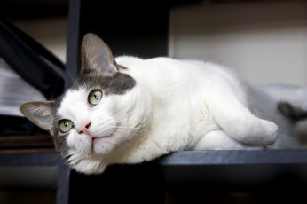 Картинка животные коты отдых взгляд