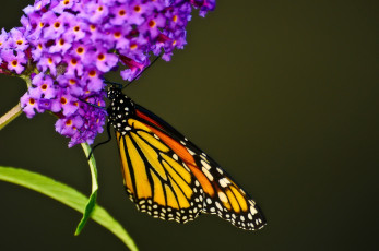 Картинка животные бабочки тёмнозелёный сиреневый цветок