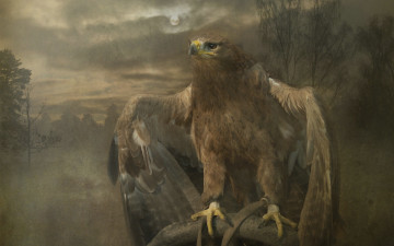 Картинка рисованные животные взгляд когти клюв птица хищник