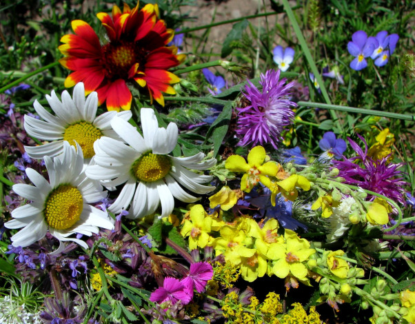 Обои картинки фото цветы, луговые, полевые, лерестки