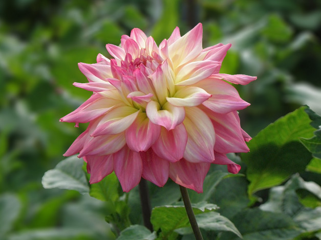 Обои картинки фото цветы, георгины, лепестки, розовые, листья