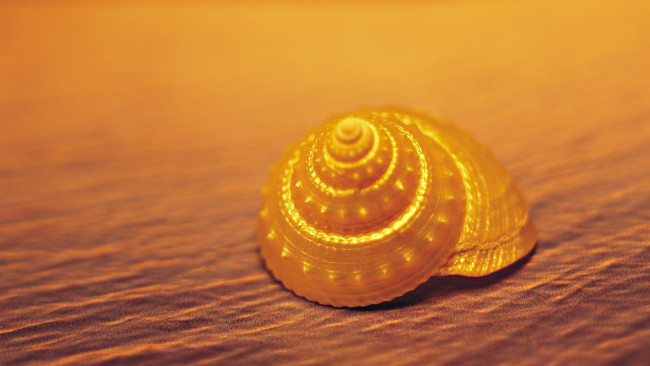 Обои картинки фото разное, ракушки, кораллы, декоративные, spa, камни, песок, желтая, ракушка