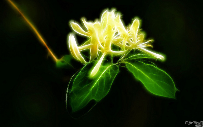 Обои картинки фото 3д, графика, flowers, цветы, фрактал