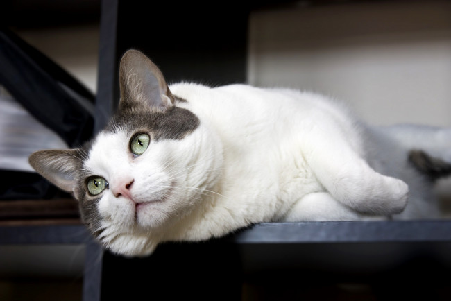 Обои картинки фото животные, коты, отдых, взгляд