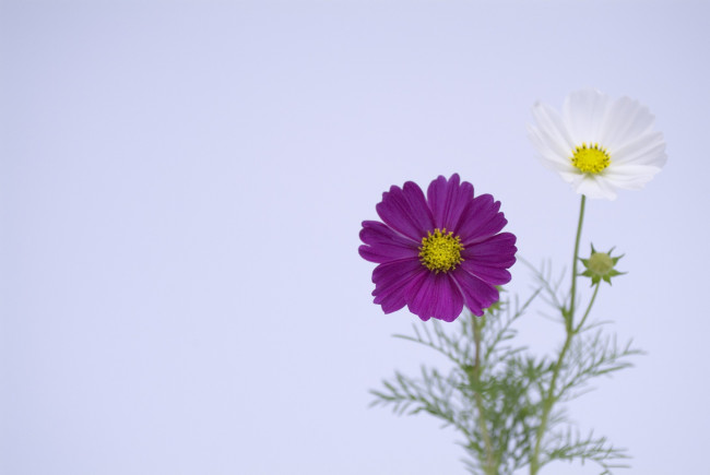 Обои картинки фото цветы, космея, синий, лепестки