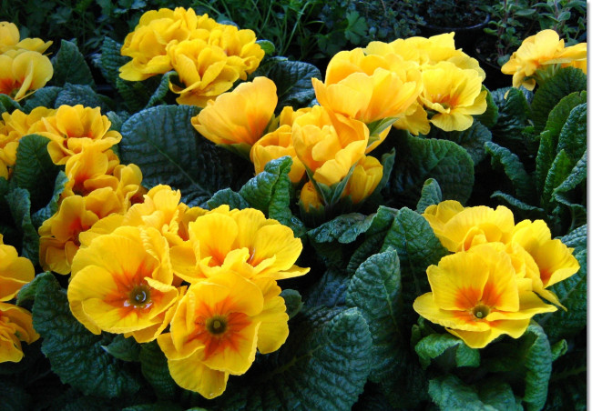 Обои картинки фото примула, цветы, примулы, желтый