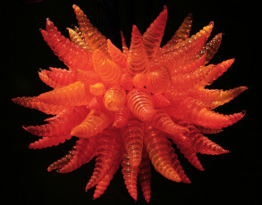 Картинка 3д графика fractal фракталы