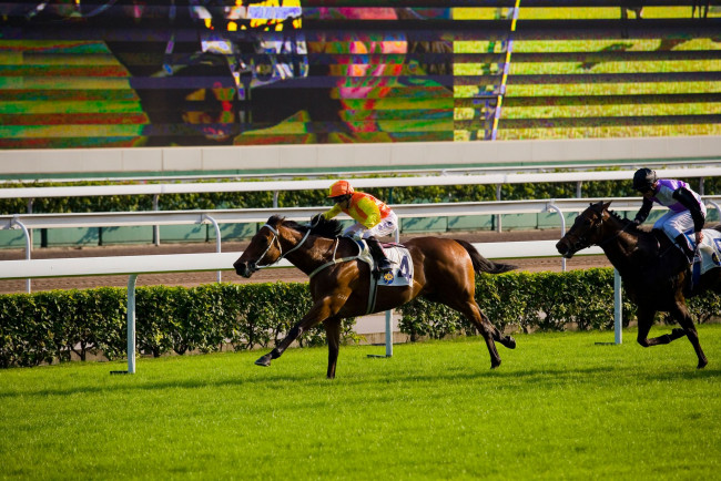 Обои картинки фото спорт, конный, коный