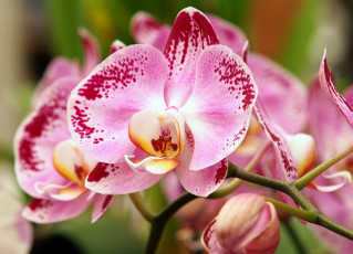 Картинка цветы орхидеи розовый