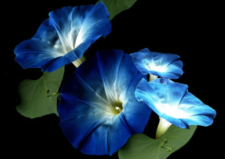 Картинка цветы вьюнки ипомеи макро