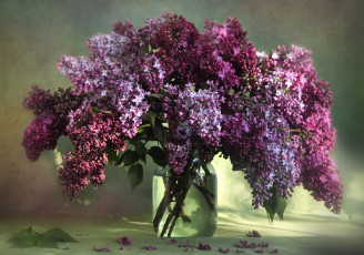 Картинка цветы сирень букет