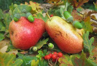 Картинка еда груши рябина жолуди плоды