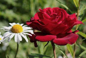 Картинка цветы разные вместе роза ромашка дуэт лепестки