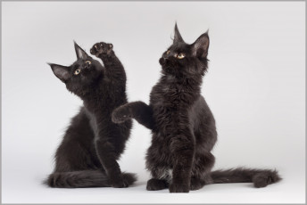 Картинка животные коты кошки