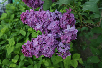 Картинка цветы сирень листья