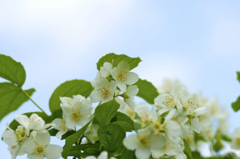 Картинка цветы жасмин куст