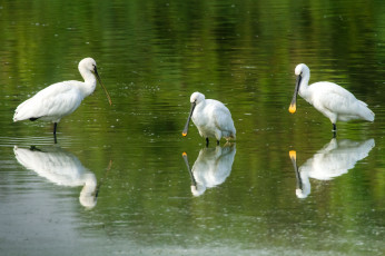 Картинка животные ибисы колпицы трио