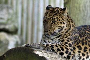 Картинка животные леопарды амурский леопард