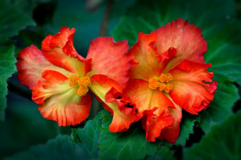 Картинка цветы бегония макро лепестки