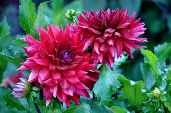 Картинка цветы георгины пышный