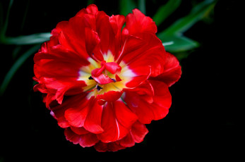 Картинка цветы тюльпаны макро лепестки