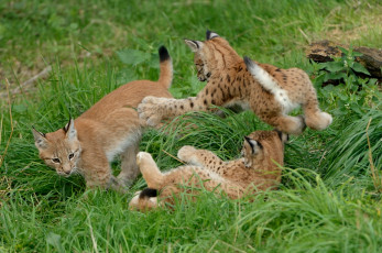 Картинка животные рыси игра евразийская рысь трио