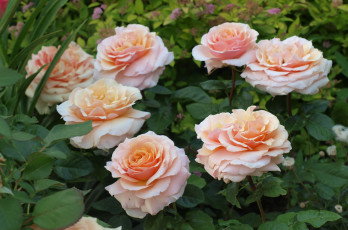 Картинка цветы розы розовый