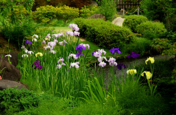 Картинка цветы ирисы японские