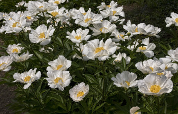 Картинка цветы пионы белый