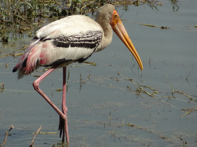 Обои картинки фото животные, птицы, клюв, ноги, птица